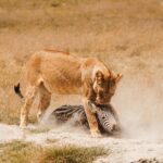 4-5 Day Itinerary for a Safari Adventure in Kenya