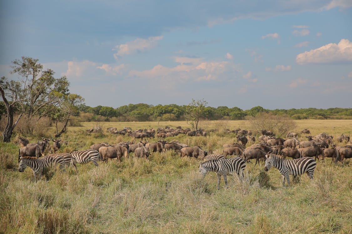 4-5 day itinerary for a safari adventure in Kenya showing game drives in Masai Mara