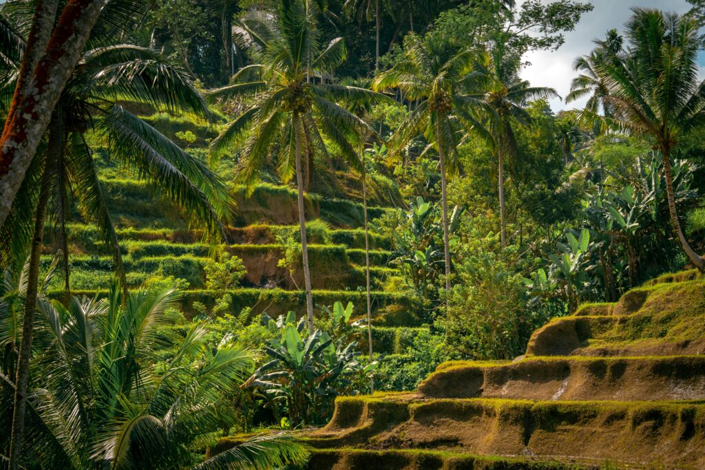 best places to travel in June - Bali's rice terraces in dry season