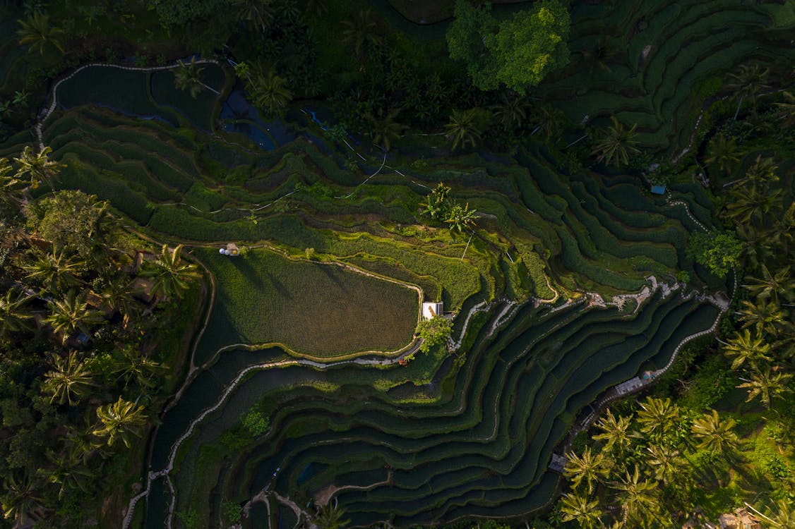 Best destinations to visit in October - Bali rice terraces with perfect weather conditions