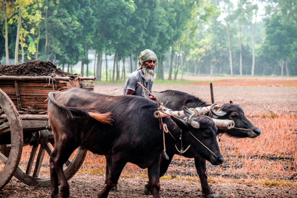 Traditional Farming in Rajshahi, Bangladesh
