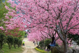 Best Places To visit In Japan During Cherry Blossom Season in 2025