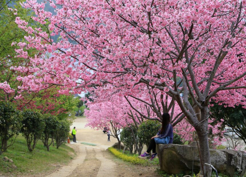 Best Places To visit In Japan During Cherry Blossom Season in 2025