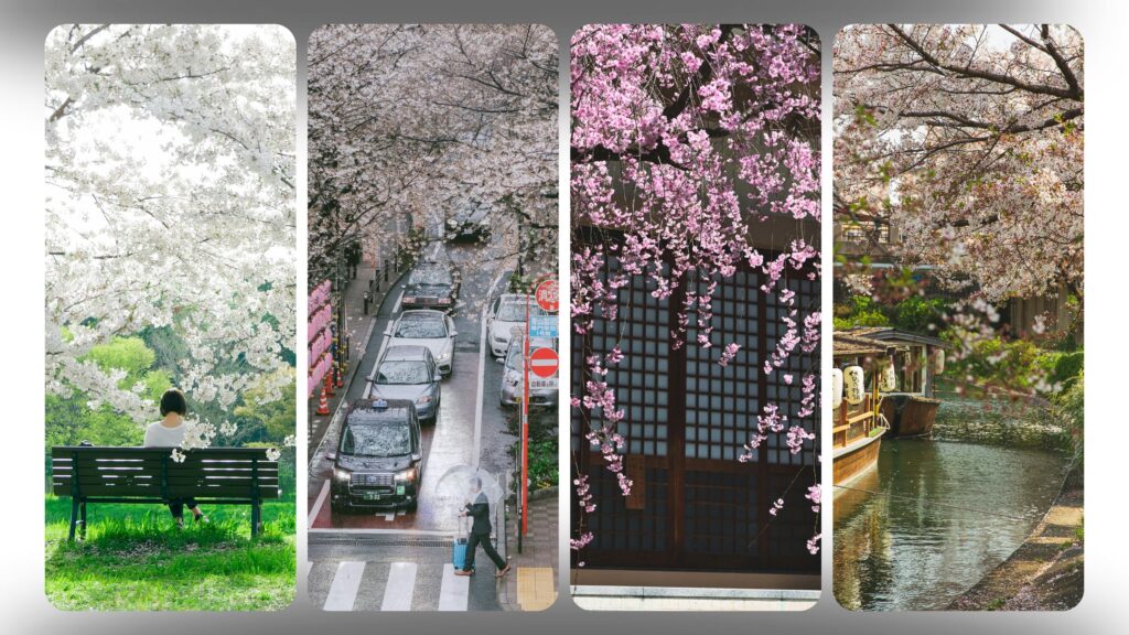 Various sakura varieties at top cherry blossom viewing spots in Japan