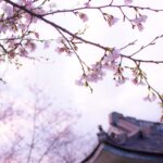 Cherry blossoms in full bloom with a traditional Japanese house in the background