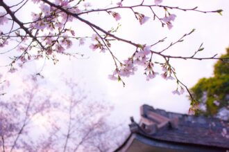 Cherry blossoms in full bloom with a traditional Japanese house in the background