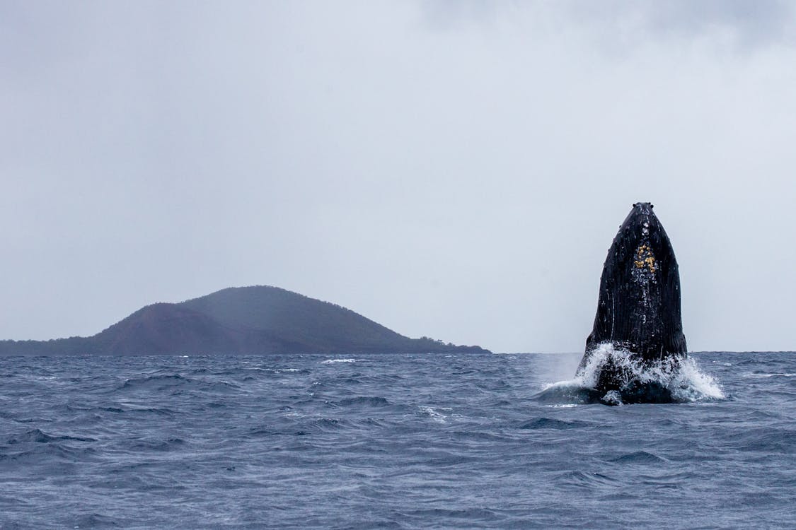the best time for humpback whale sightings as they migrate through Hawaiian waters
