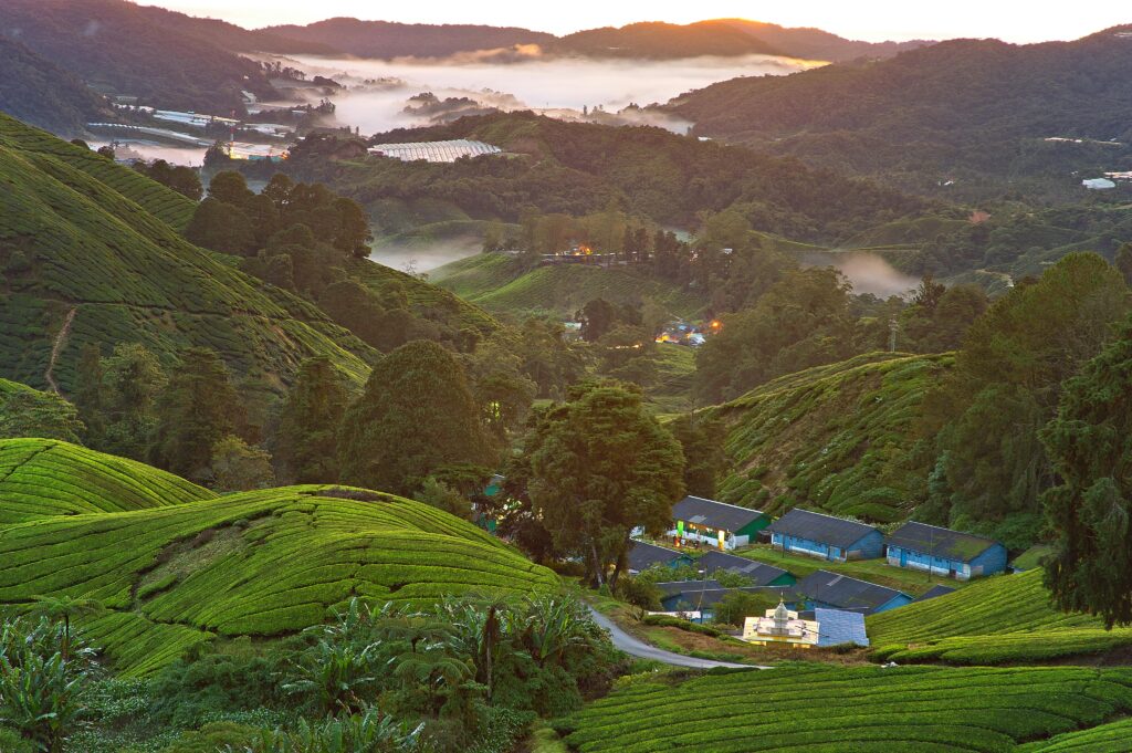 BOH Tea Plantation in Cameron Highlands, one of the most scenic places to visit in Malaysia