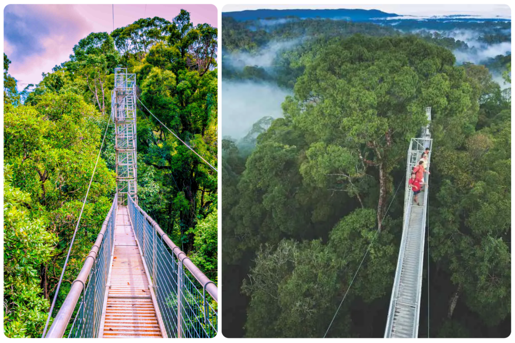 Đi bộ trên tán cây Công viên quốc gia Ulu Temburong - điểm du lịch sinh thái hàng đầu trong số các điểm du lịch Brunei
