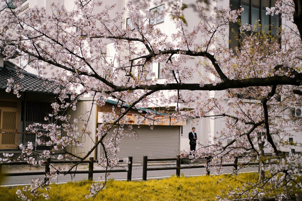 Cherry blossom tree in full bloom framing a quiet street scene in Japan, with a man in a suit standing near traditional and modern buildings