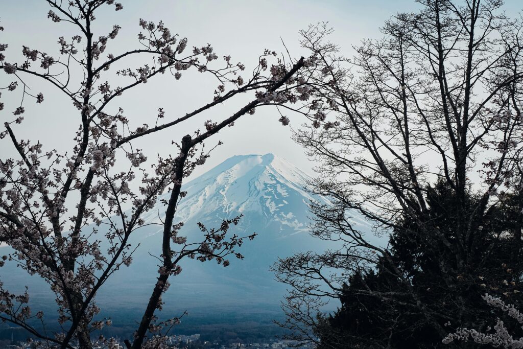 Cherry blossom season during the best time to visit Japan in spring with Mount Fuji view"