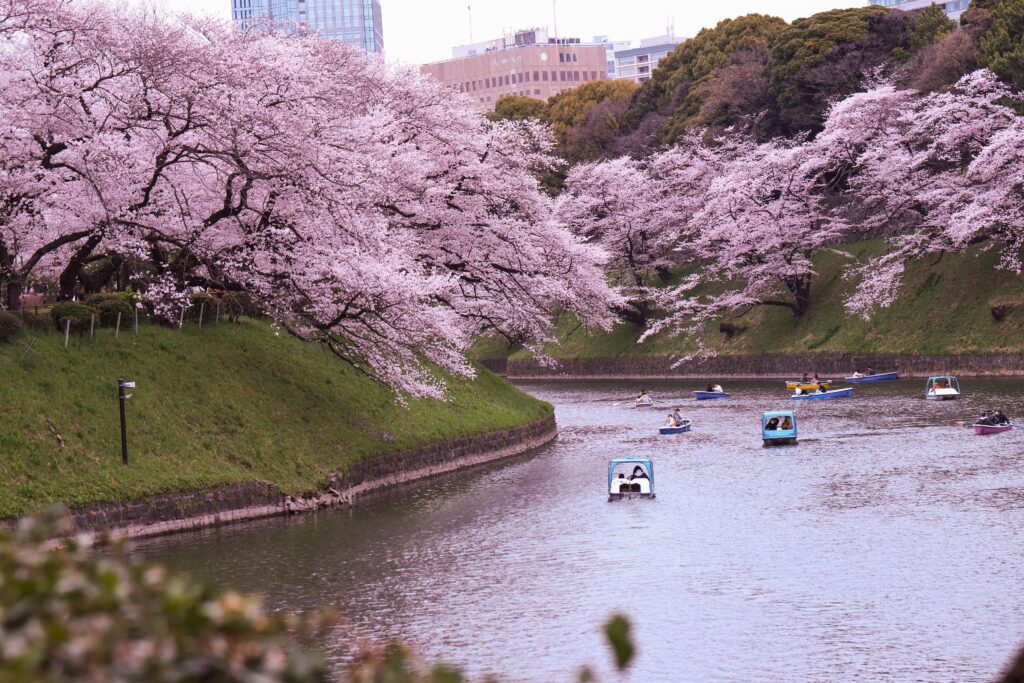 Cherry blossom viewing at Chidorigafuchi, one of the best places to visit in Japan during sakura season