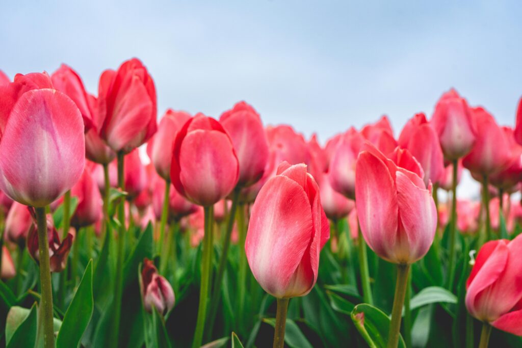 tulip fields in the Netherlands, a top May travel destination