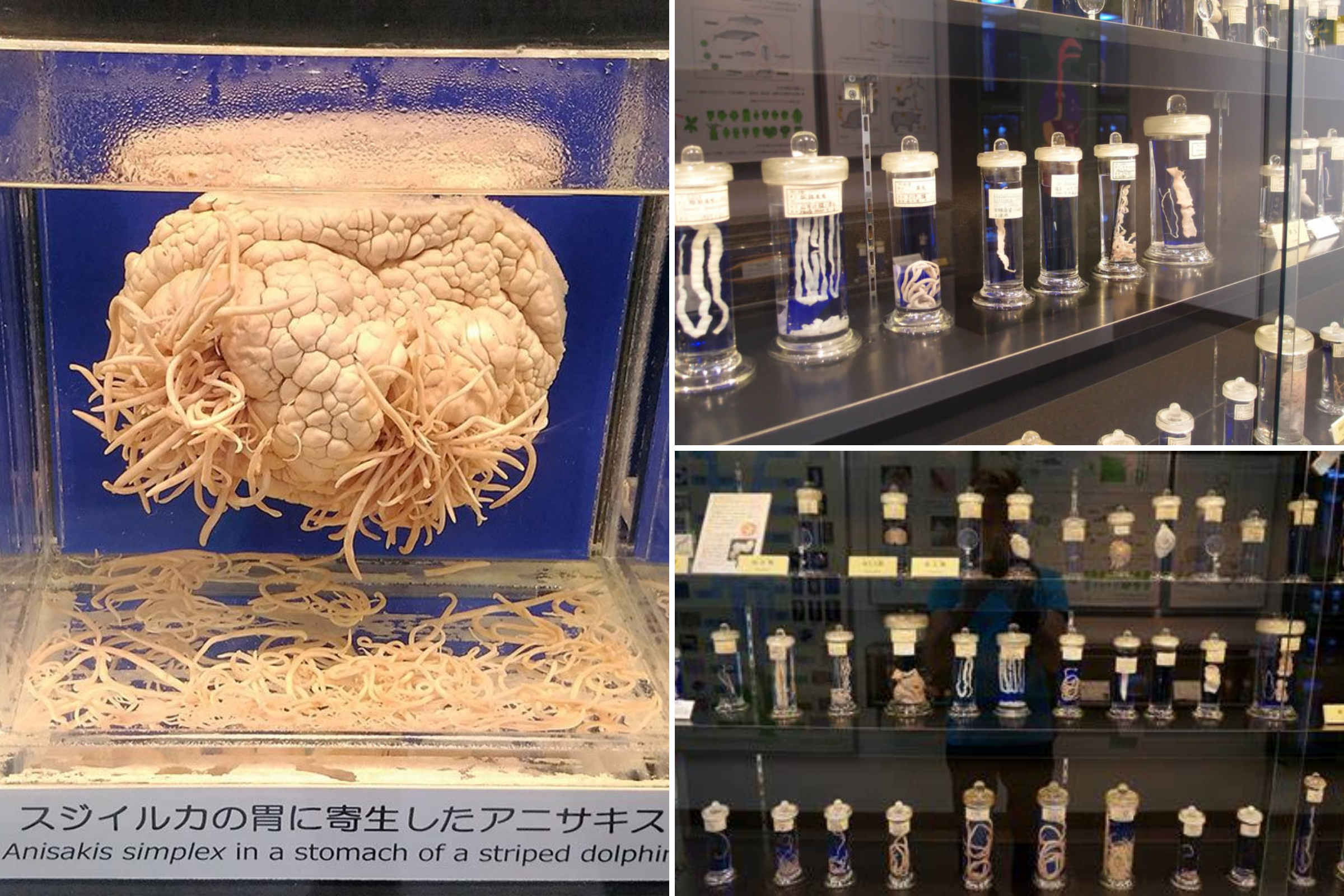 Weird things to do in Tokyo - Meguro Parasitological Museum exhibits showing unique collections