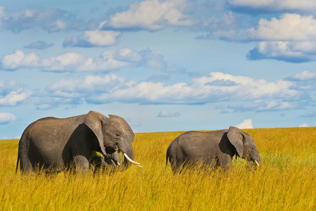 Elephants grazing in savanna during first solo trip to Africa with Serengeti plains in background