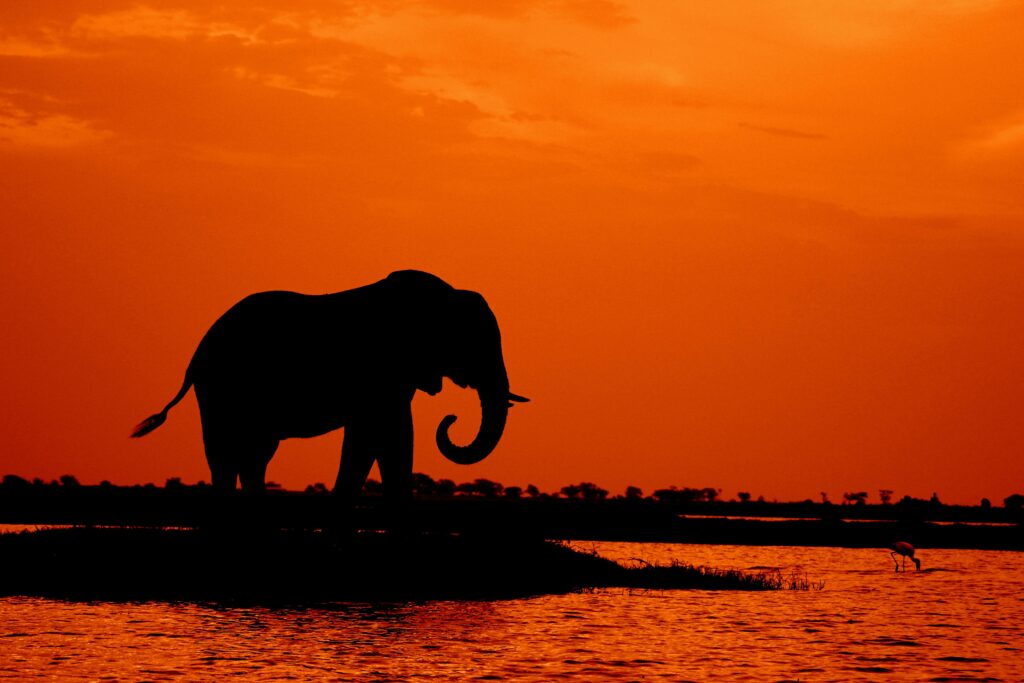 herjestic elephants in Chobe National Park, illustrating Botswana as a prime May travel destination
