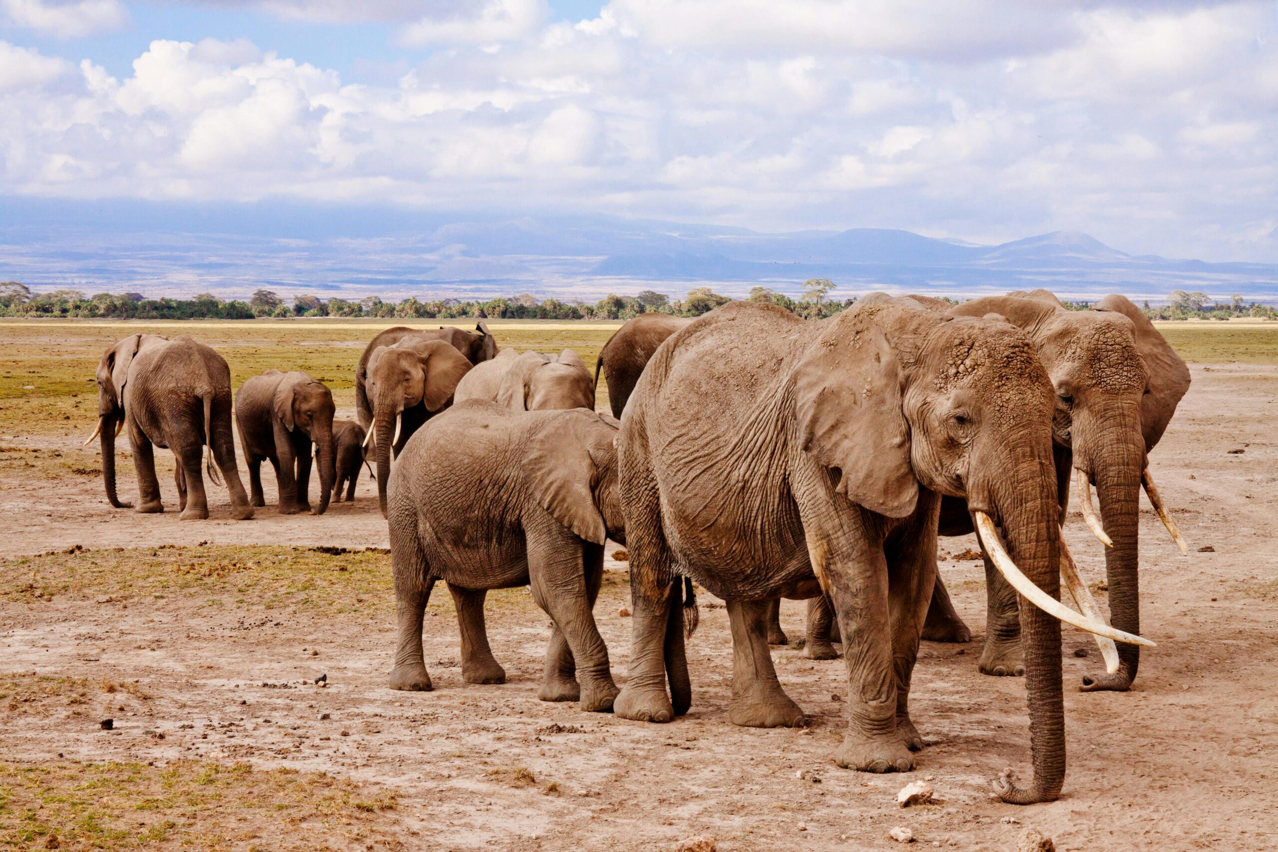 Kenya wildlife safari experience during a 4-5 day itinerary in Amboseli National Park