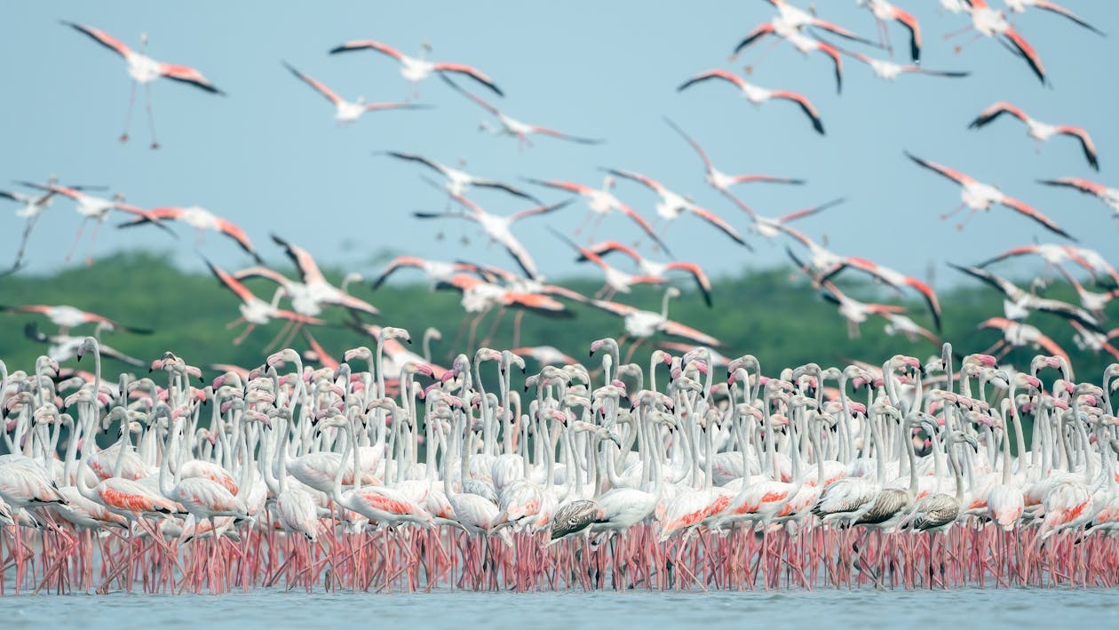 Flamingos at Lake Nakuru