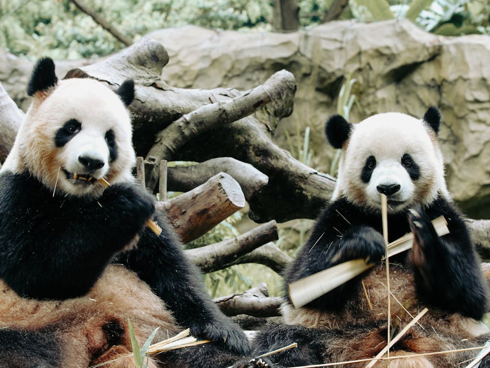 Giant pandas in Chengdu - a must-see China tourist attraction