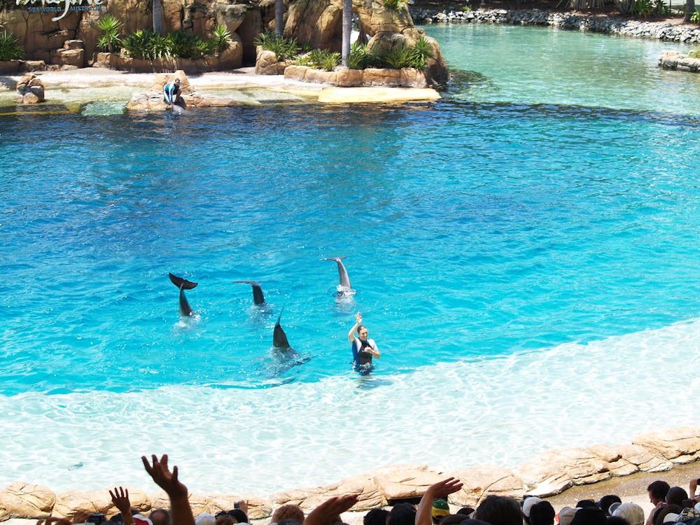 Gold Coast, QLD, dolphin interacting with a mentor in a clear blue pool during a marine life training session