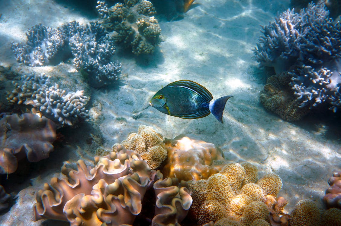 Colorful tropical fish swimming among vibrant coral reefs in the Great Barrier Reef, Australia