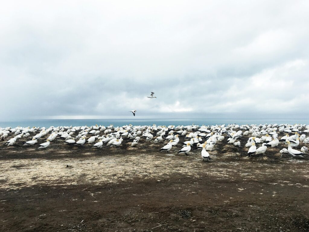 Large colony of seagulls resting and flying along the rocky sea shore during low tide