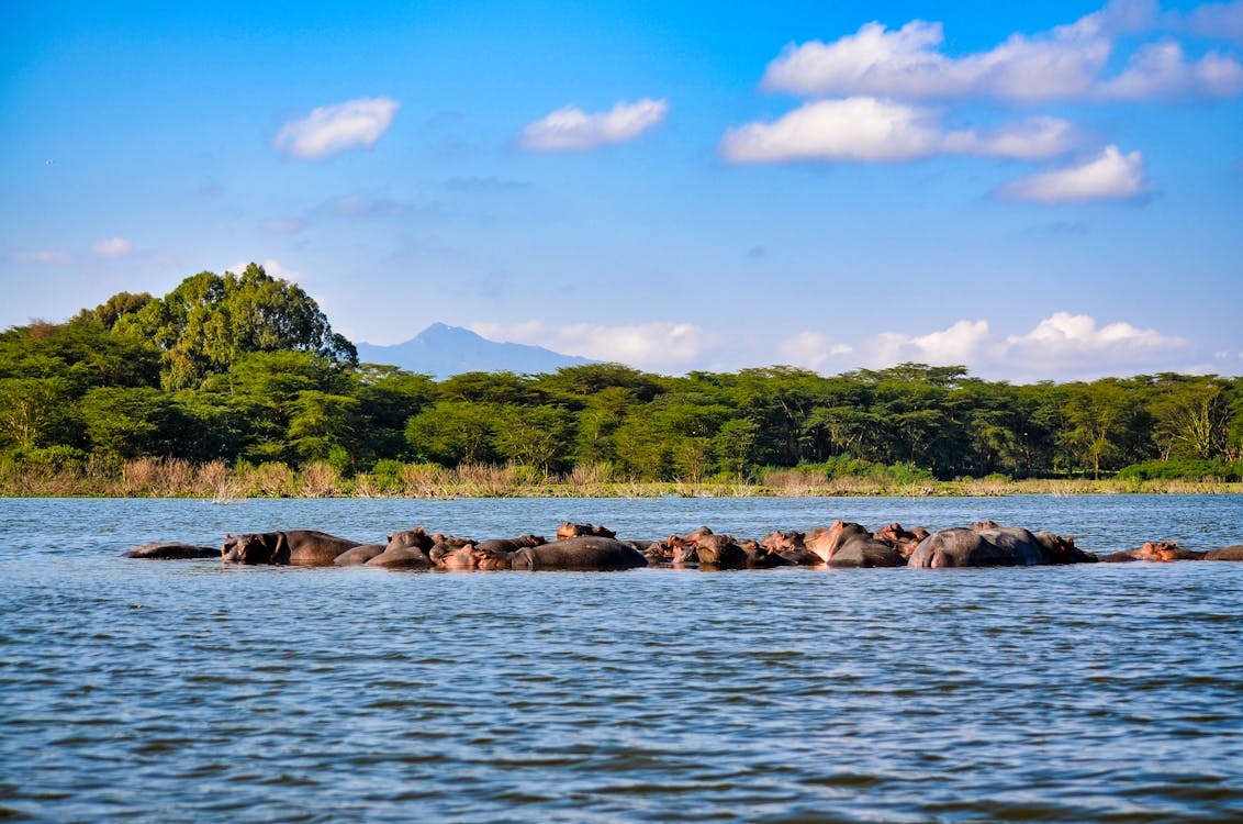 Kenya safari tour of Western Circuit featuring Lake Naivasha during a 5-day itinerary