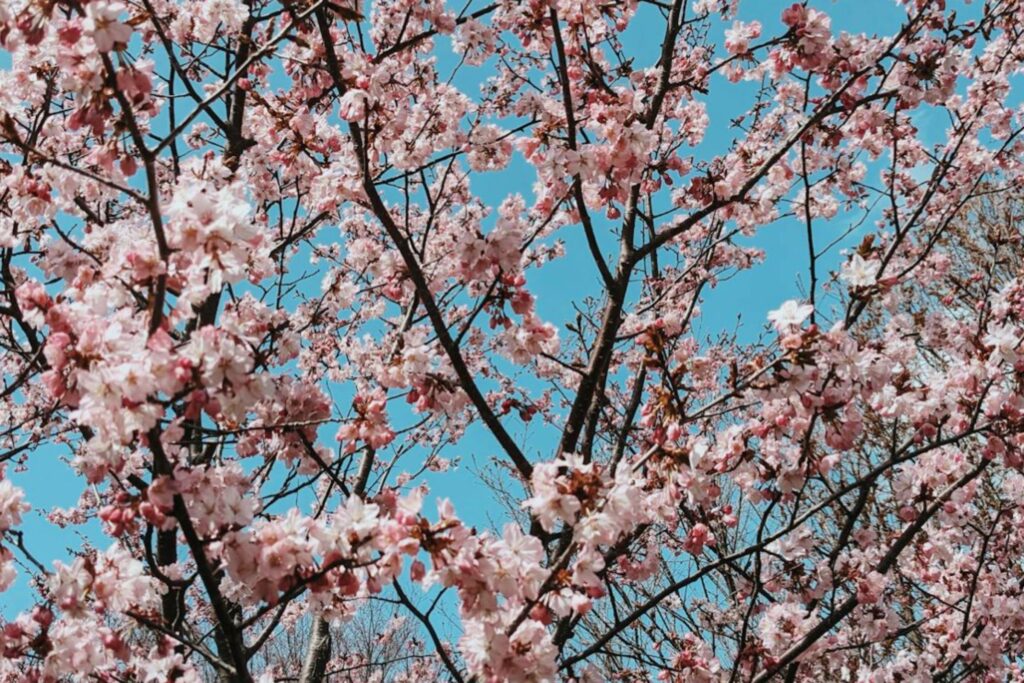 Hokkaido - best place to see cherry blossom in May