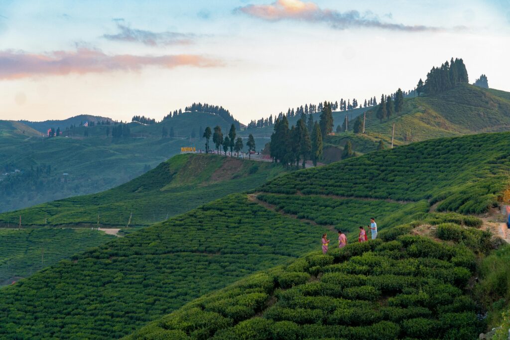 Ilam- hidden gems to visit in Nepal