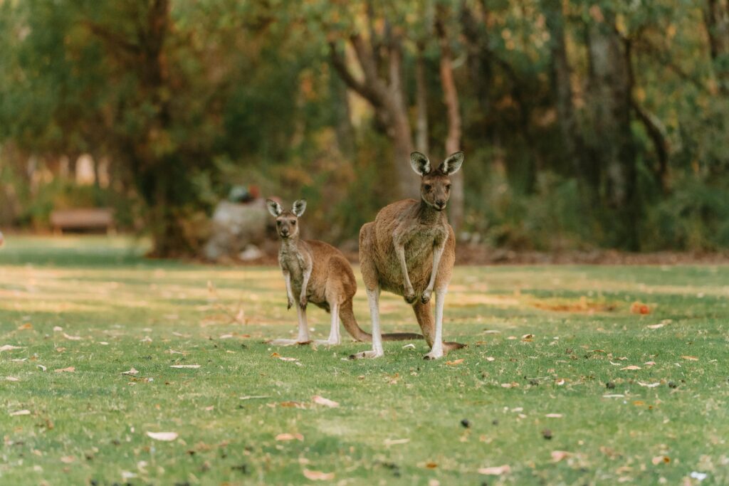 Wildlife viewing during spring, one of the best times to visit Australia for unique animal encounters