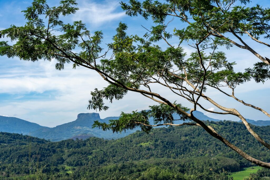 Knuckles Mountain Range