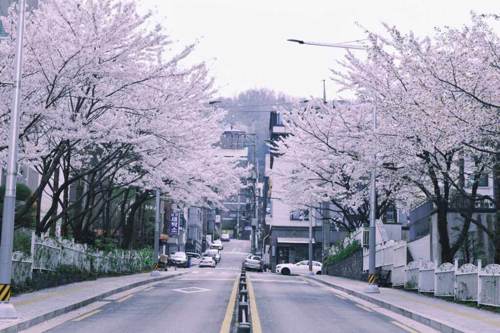 Best places to see Cherry Blossom in South Korea
