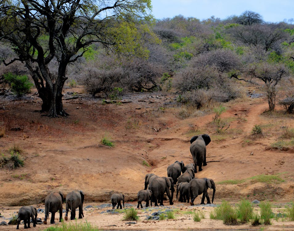Herd of African elephants with calves walking through dry savanna landscape in a national park