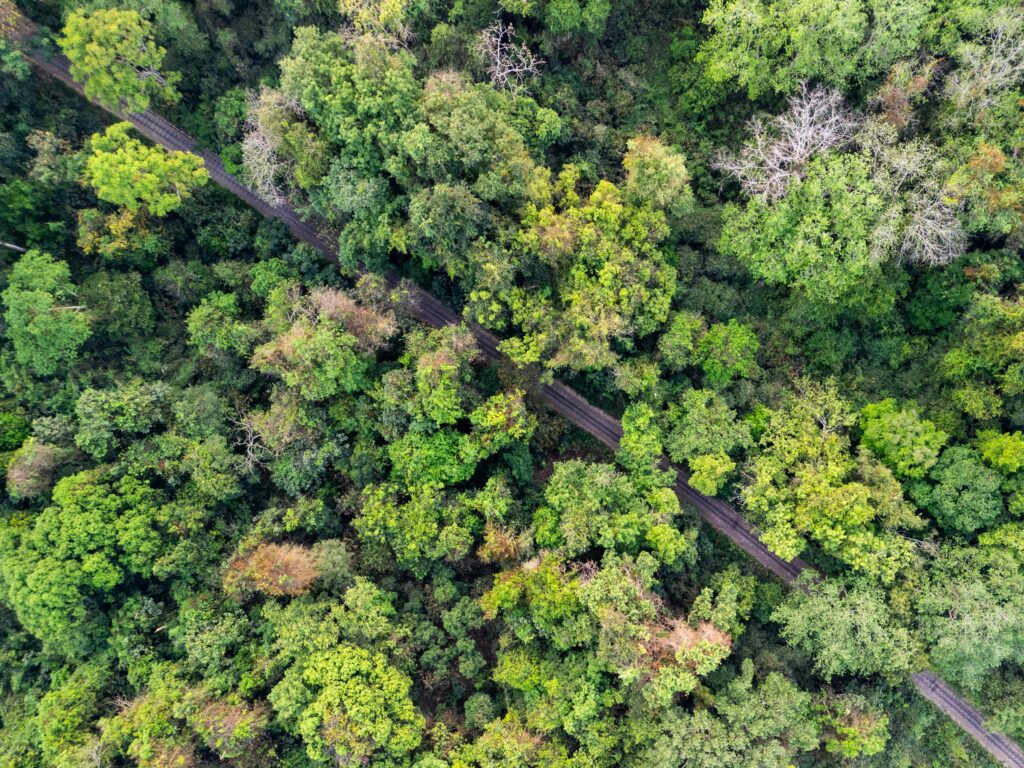 Lawachara National Park - best destinations to visit in Bangladesh