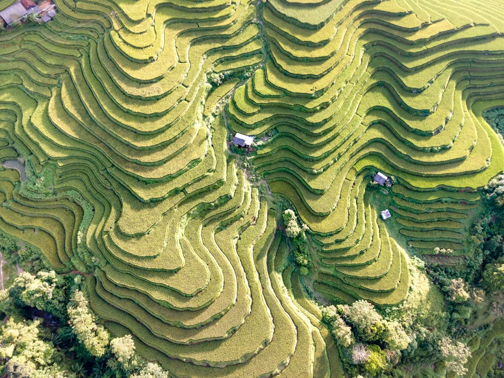 Vibrant green rice terraces in Ubud during wet season, showcasing different aspects of the best time to visit Bali