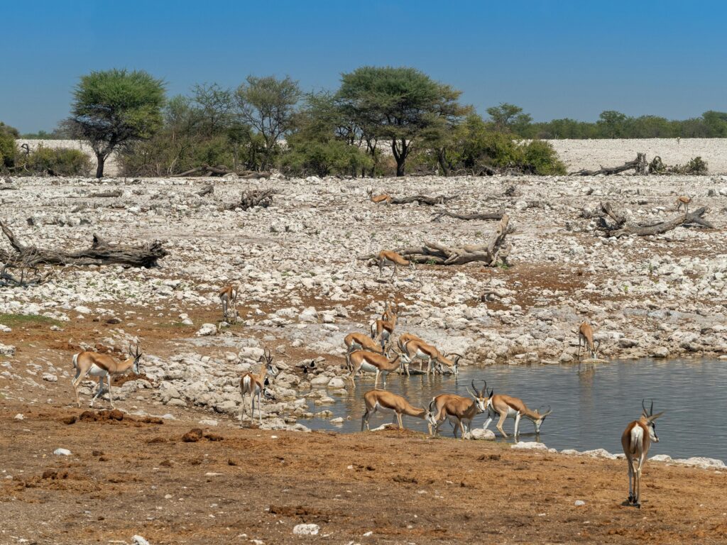 Solo traveler watching wildlife during first solo trip to Africa