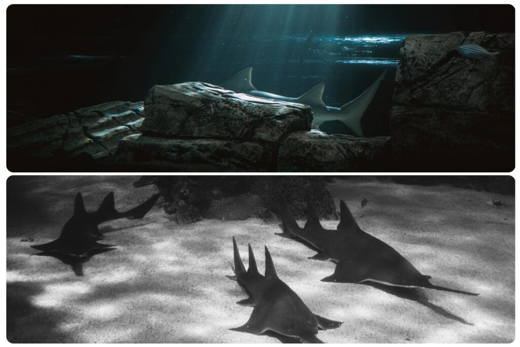 Underwater scenes featuring sharks swimming near rocky reefs and sawfish gliding across the ocean floor in dimly lit marine habitat