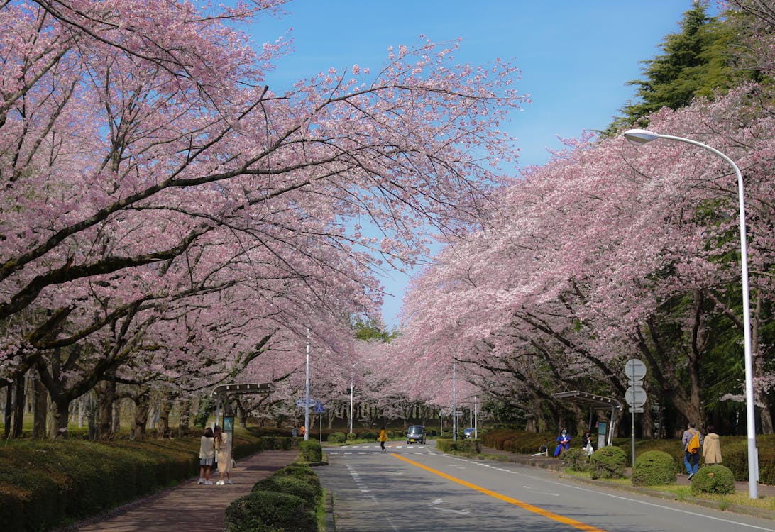 raditional hanami cherry blossom viewing - spring festivals in Japan