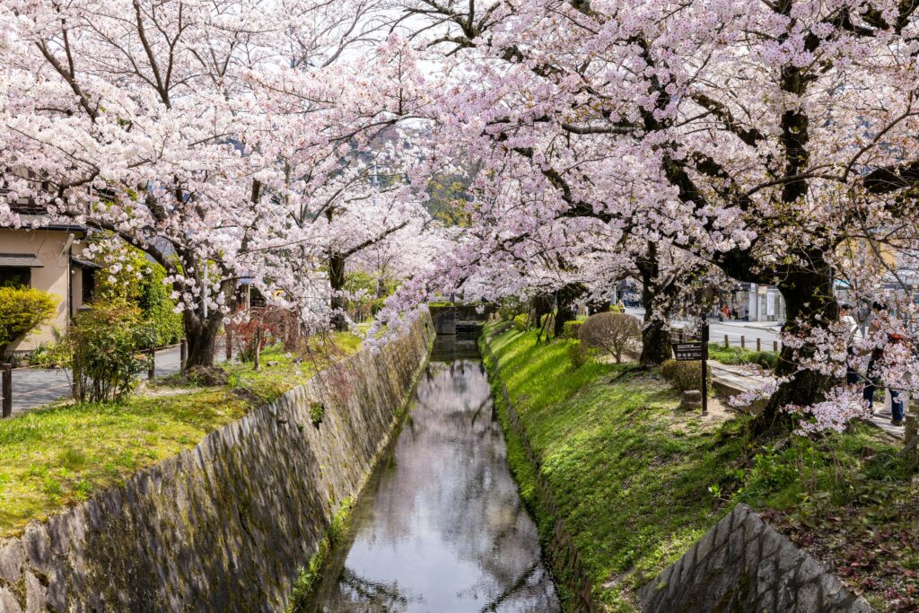 Philosopher's Path in Kyoto during cherry blossom season in Japan
