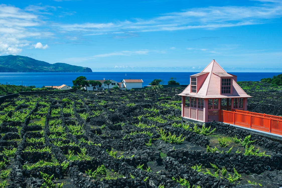 Places to visit in October - Portuguese vineyards with autumn colors and harvest activities