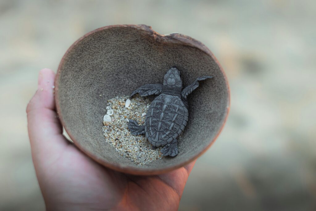 Wildlife viewing opportunities during summer - best time to visit Mexico for nature lovers