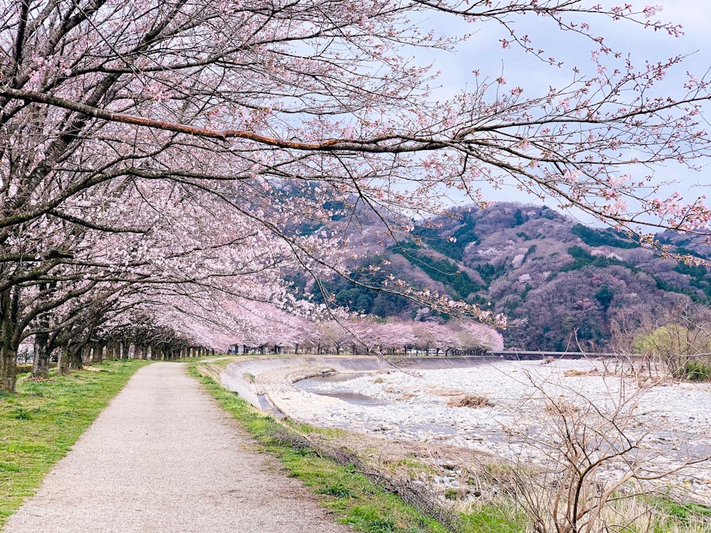 Plan Your 2025 Cherry Blossom Trip