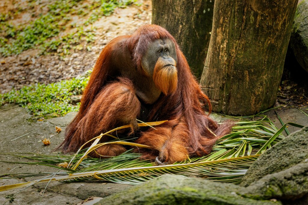 Adult orangutan with long reddish-brown hair sitting on palm leaves in a natural enclosure, surrounded by logs and greenery in Sepilok Orangutan Rehabilitation