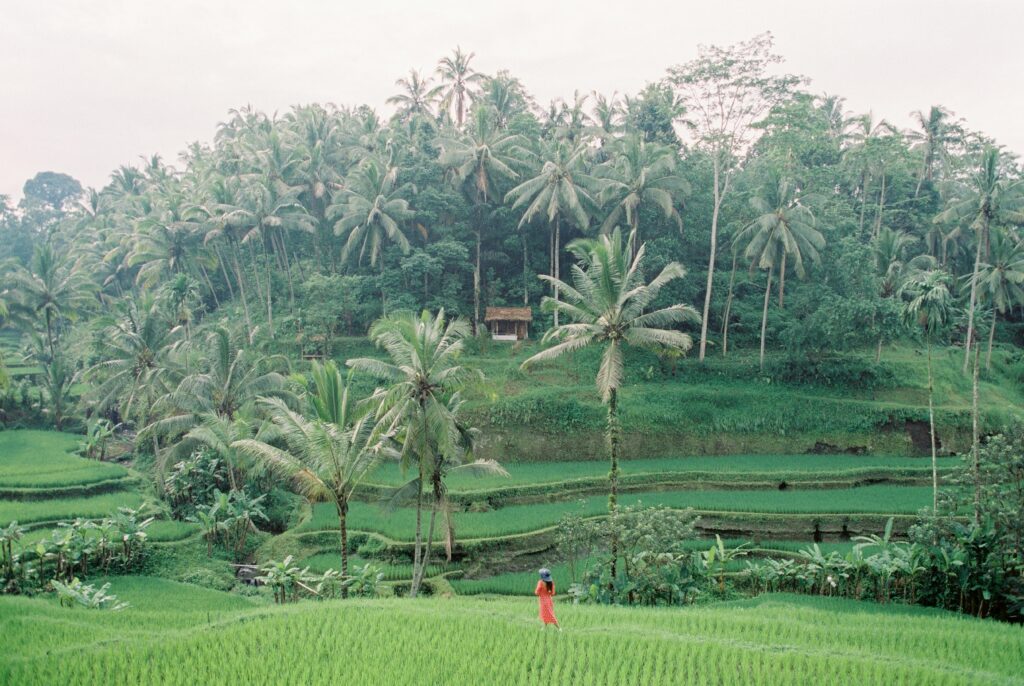 here's beautiful rice terraces, showcasing why Bali is one of the best destinations to visit in May