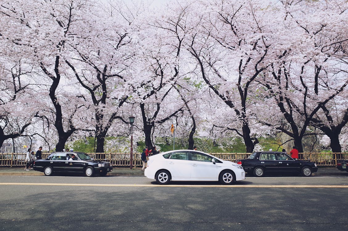 Best destinations to visit in March - Cherry blossoms in Japan showing spring transition