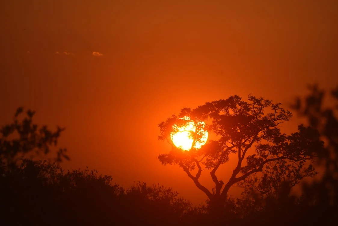 Sunset safari in one of the best places to visit in South Africa for wildlife viewing
