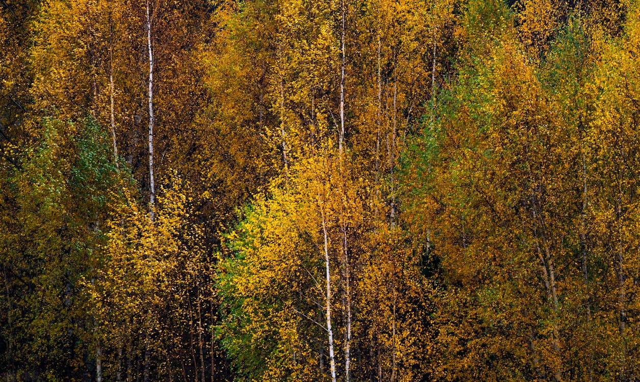Places to explore in Sweden - Autumn colors in Swedish forests