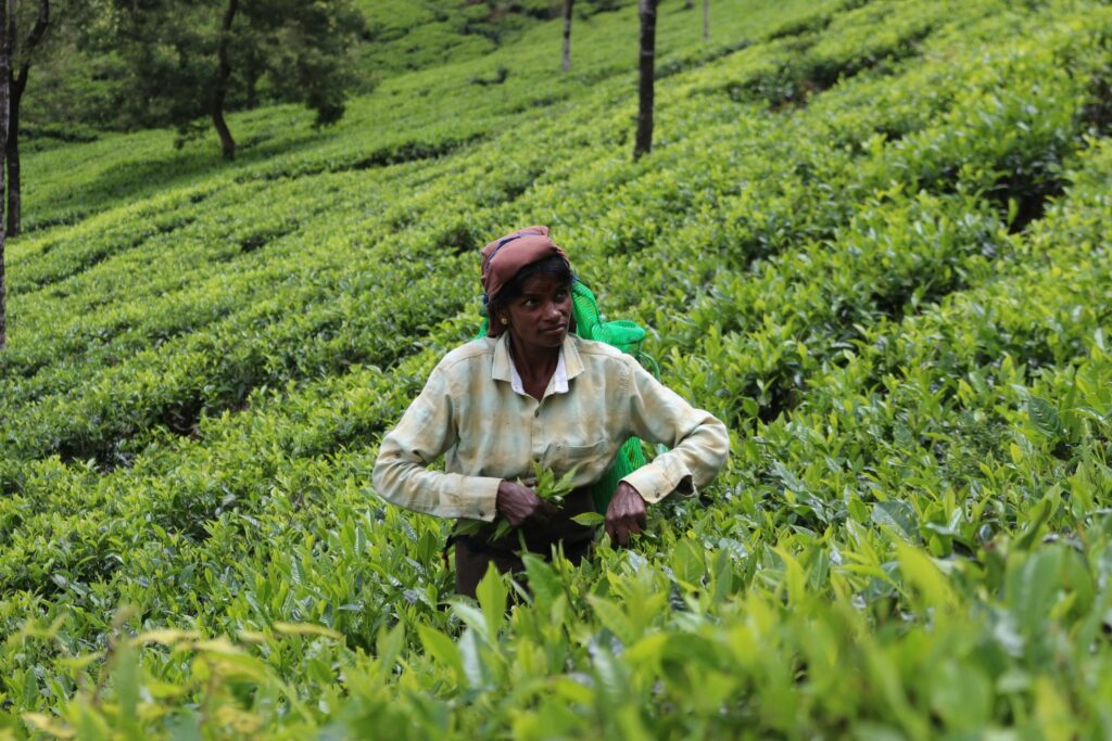 Tea gardens of Srimangal, among the best places to visit in Bangladesh for nature lovers