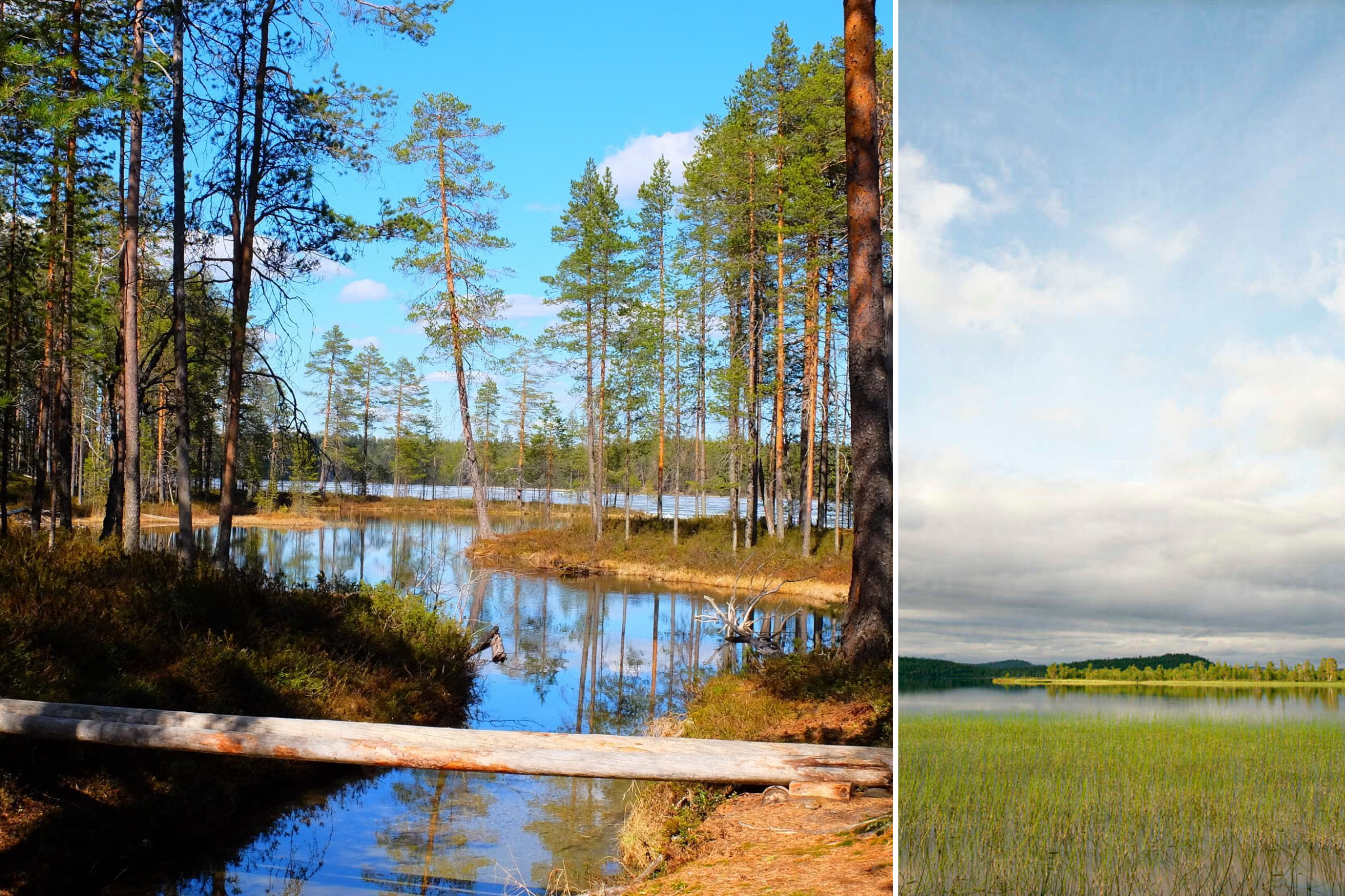 Serene forest camping in Finland, among the best places to camp in the world