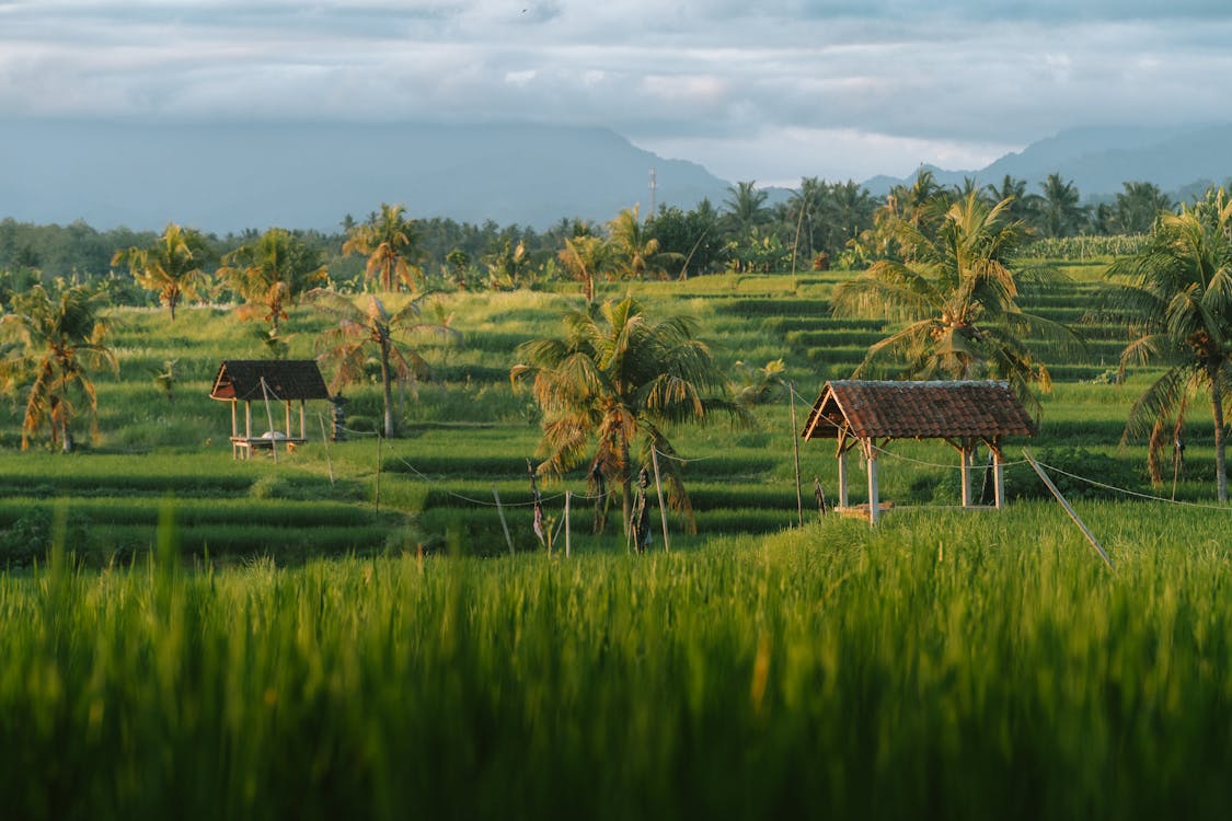 Lush green terrace rice plantations and swaying palm trees in Bali, Indonesia, showcasing the island’s iconic rural landscape and tropical beauty